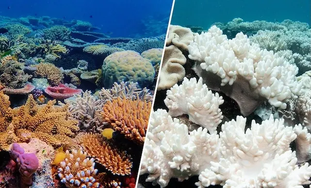 Coral reef bleaching